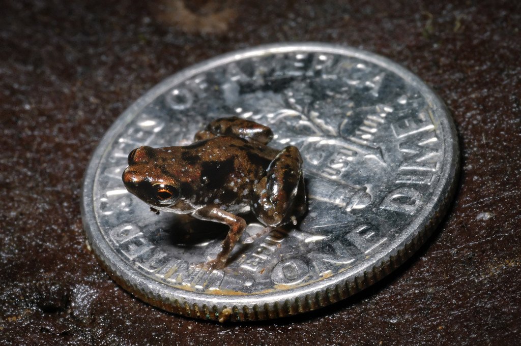 froschdpa.jpg