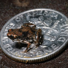 froschdpa.jpg