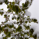 240513schneeat04001aktivnews080.JPG