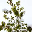 240513schneeat04001aktivnews082.JPG