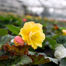 Tag der offenen Tür im Gartenamt