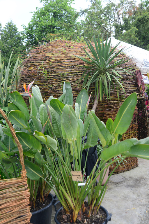 DSC_2408_jpg-1369497508