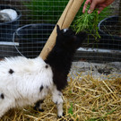 DSC_2400_jpg-1369497418