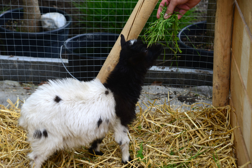 DSC_2400_jpg-1369497418