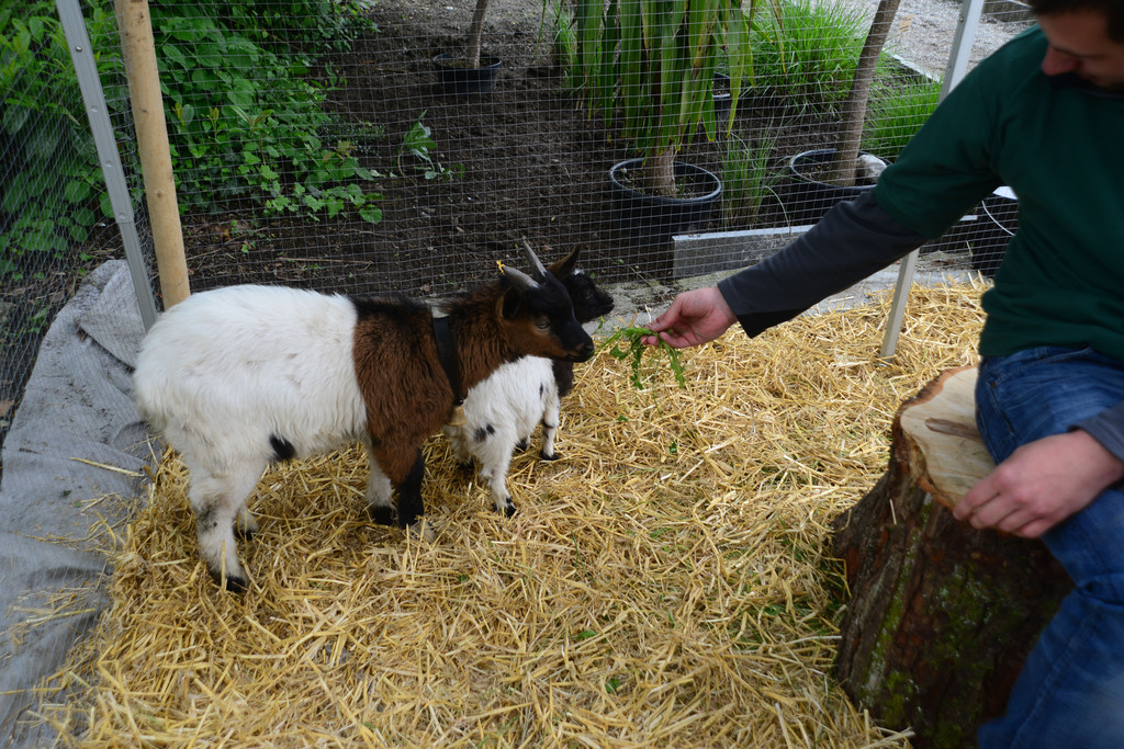 DSC_2402_jpg-1369497466