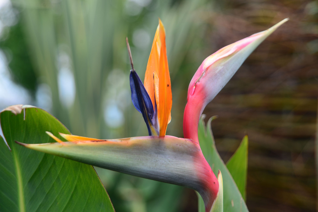 DSC_2410_jpg-1369497525