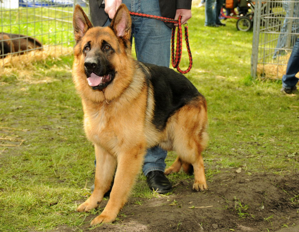 Tierfest H__chst 25-05-2013 4_jpg-1369507017