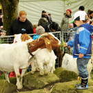 Tierfest H__chst 25-05-2013 10_jpg-1369507023