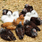 Tierfest H__chst 25-05-2013 32_jpg-1369507064