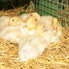 Tierfest H__chst 25-05-2013 81_jpg-1369507145