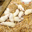 Tierfest H__chst 25-05-2013 90_jpg-1369507154