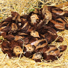 Tierfest H__chst 25-05-2013 230_jpg-1369507382