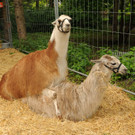 Tierfest H__chst 25-05-2013 249_jpg-1369507406
