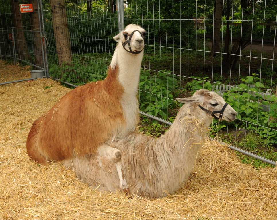 Tierfest H__chst 25-05-2013 249_jpg-1369507406