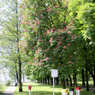 Abfall Seeanlagen PLAKATE 23-05-2013 _20__jpg-1369556904