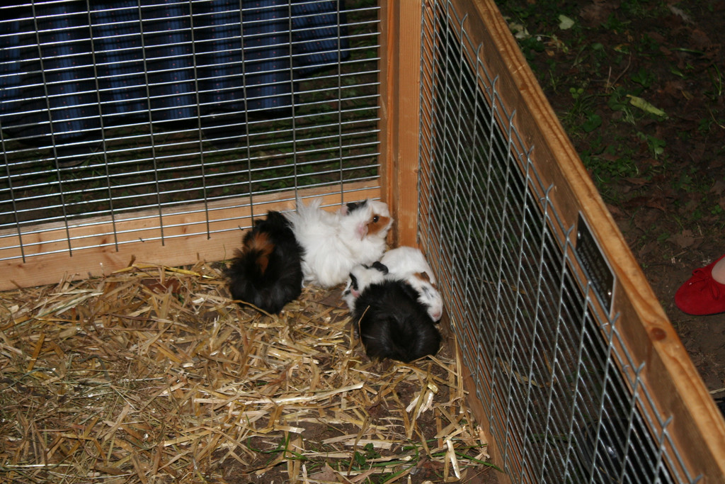 IMG_8940_JPG-1369592631