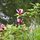 teich_jpg-1369593436