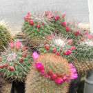 DSCN2442_JPG-1369694169