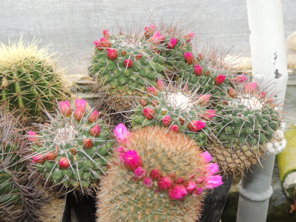 DSCN2442_JPG-1369694169