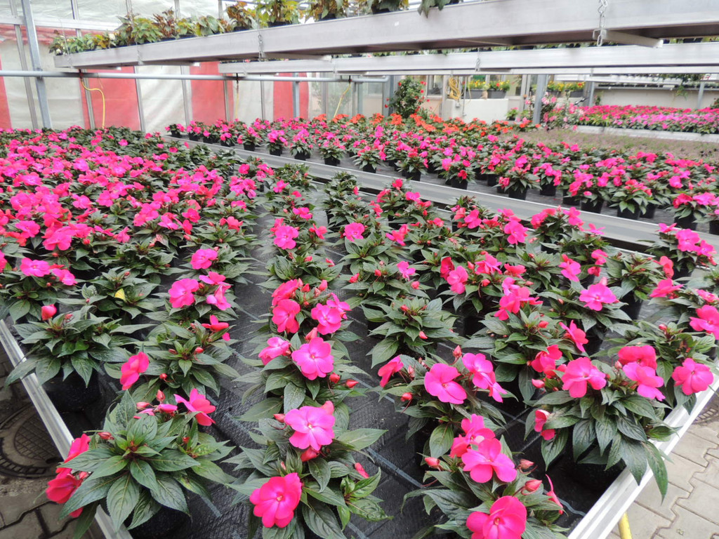 DSCN2445_JPG-1369694179