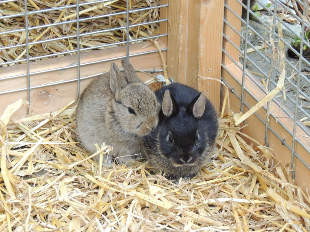 DSCN2499_JPG-1369694245