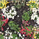 DSCN2538_JPG-1369694307