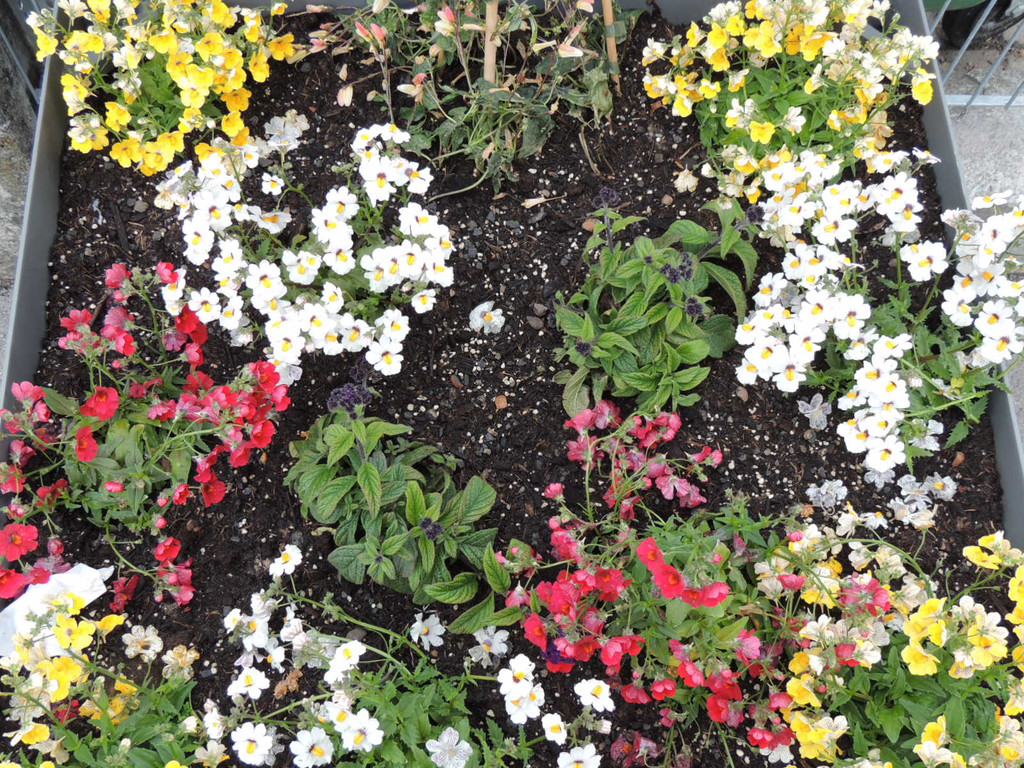 DSCN2538_JPG-1369694307