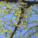 Schnullerbaum Mai 2013 _25__jpg-1369724068