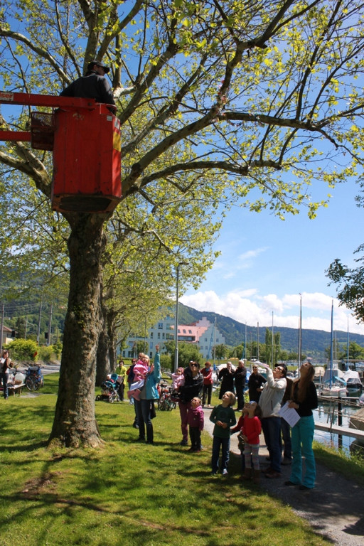 Schnullerbaum Mai 2013 _7__jpg-1369723943