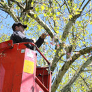 Schnullerbaum Mai 2013 _9__jpg-1369723957