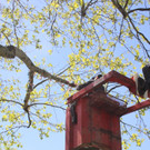 Schnullerbaum Mai 2013 _12__jpg-1369723975