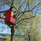 Schnullerbaum Mai 2013 _8__jpg-1369723950