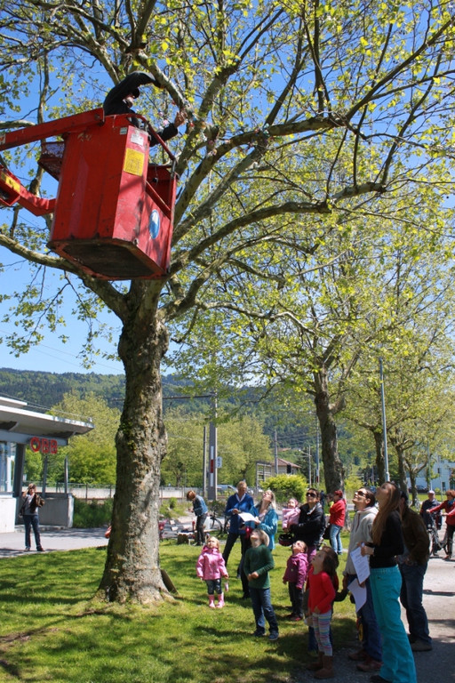 Schnullerbaum Mai 2013 _8__jpg-1369723950