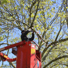 Schnullerbaum Mai 2013 _16__jpg-1369724006