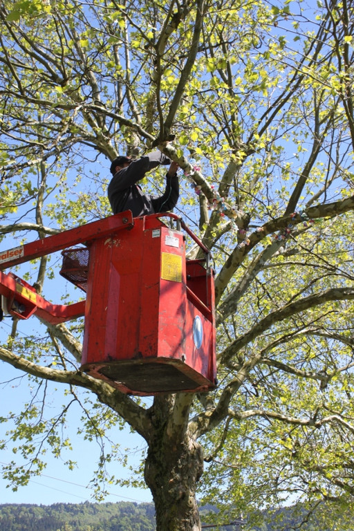 Schnullerbaum Mai 2013 _16__jpg-1369724006