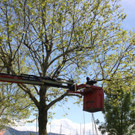 Schnullerbaum Mai 2013 _14__jpg-1369723990