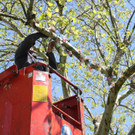 Schnullerbaum Mai 2013 _17__jpg-1369724013