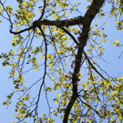 Schnullerbaum Mai 2013 _24__jpg-1369724061