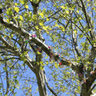 Schnullerbaum Mai 2013 _18__jpg-1369724020