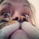 Neuer Internet-Trend: Cat Bearding