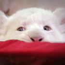 Die besten Tierbilder der Woche KW 22