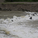 31052013hochwasserde05012aktivnews_ 014.JPG