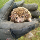 1.500 Tiere an Bord