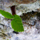 P1020501 _Large_.JPG