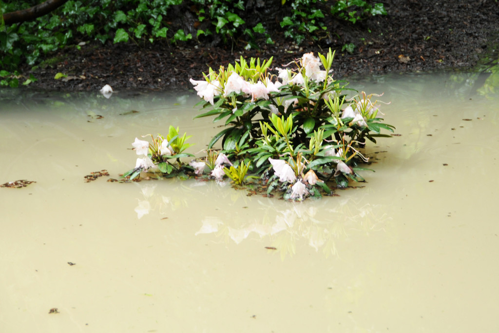 Hochwasser 02-06-2013 69_jpg-1370177779