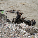 02062013hochwasserhalleinde02001aktivnews17.jpg