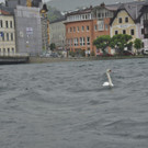 02062013hochwassergmundenat02001aktivnews _22_.JPG