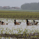 02062013hochwasser2de05012aktivnews_ 008.JPG