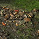 02062013bachat04002aktivnews013.JPG