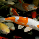Nishikigoi – Ein Fisch, wie farbiger Brokat